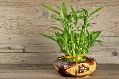 Top 5 cây phong thủy tăng may mắn và tài lộc cho người tuổi Tân Dậu