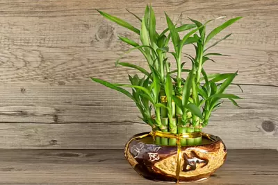 Top 5 cây phong thủy tăng may mắn và tài lộc cho người tuổi Tân Dậu