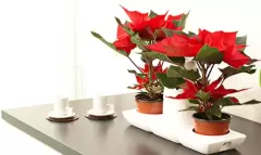 Top 5 cây phong thủy tăng may mắn và tài lộc cho người tuổi Đinh Dậu