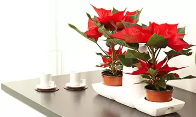 Top 5 cây phong thủy tăng may mắn và tài lộc cho người tuổi Đinh Dậu
