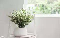 Top 5 cây phong thủy tăng may mắn và tài lộc cho người tuổi Canh tuất