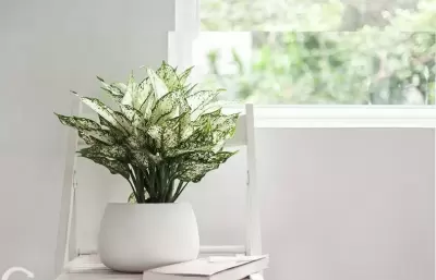 Top 5 cây phong thủy tăng may mắn và tài lộc cho người tuổi Canh tuất