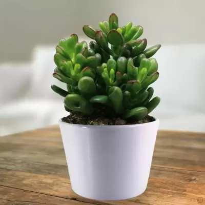Top 5 cây phong thủy tăng may mắn và tài lộc cho người tuổi Mậu tuất