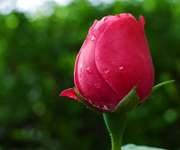 Top 5 cây phong thủy tăng may mắn và tài lộc cho người tuổi Mậu Thân