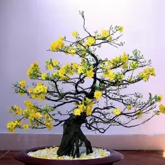 Top 5 cây phong thủy tăng may mắn và tài lộc cho người tuổi Bính tuất