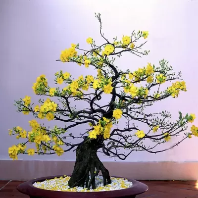 Top 5 cây phong thủy tăng may mắn và tài lộc cho người tuổi Bính tuất