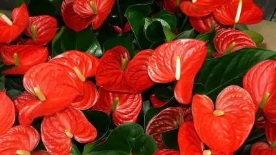 Top 5 cây phong thủy tăng may mắn và tài lộc cho người tuổi Giáp tuất