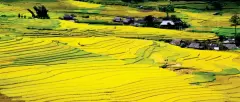 Top 5 thung lũng tuyệt đẹp và rộng lớn của Việt Nam được các phượt thủ yêu thích