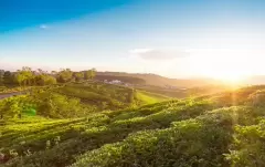 Top 5 đồi chè có cảnh thiên nhiên đẹp nhất Việt Nam