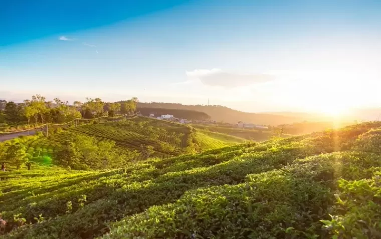 Top 5 đồi chè có cảnh thiên nhiên đẹp nhất Việt Nam