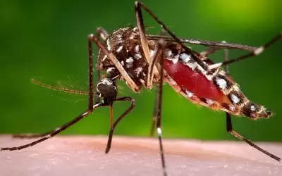 Top 7 điều hiểu lầm tai hại về bệnh sốt xuất huyết