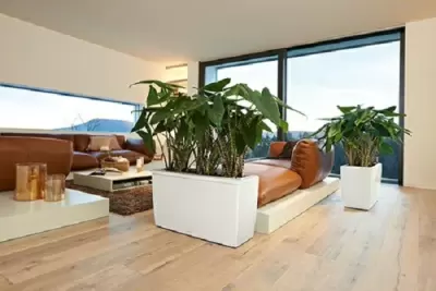 Top 6 cách sử dụng cây xanh làm điểm nhấn trong nội thất nhà