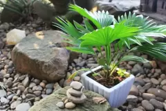 Top 5 cây phong thủy tăng may mắn và tài lộc cho người tuổi Giáp Thân