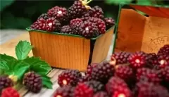 Top 6 công năng của quả dâu tằm đối với sức khỏe