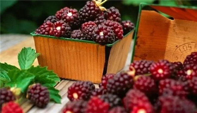 Top 6 công năng của quả dâu tằm đối với sức khỏe