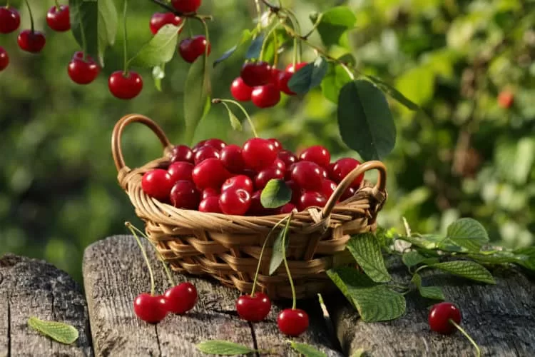 Top 6 thực phẩm ngừa bệnh gout cực kỳ tốt