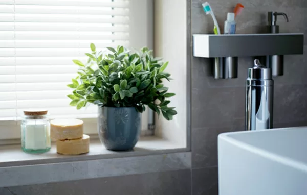 Top 6 kinh nghiệm đặt cây cảnh đẹp phù hợp trong phòng tắm