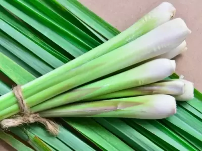 Top 8 công dụng vô cùng đắt giá so với giá trị của cây sả trong vườn nhà