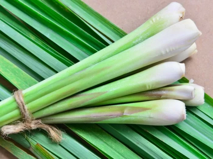 Top 8 công dụng vô cùng đắt giá so với giá trị của cây sả trong vườn nhà