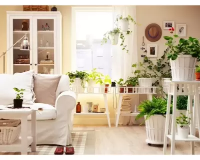 Top 6 lỗi cần phải lưu ý khi mà trồng cây ở trong nhà