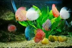 Top 7 loại cá phong thủy mang lại nhiều tài lộc cho gia chủ