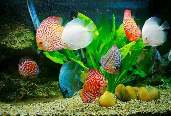 Top 7 loại cá phong thủy mang lại nhiều tài lộc cho gia chủ