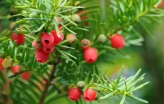 Top 4 loại cây có độc nguy hiểm nhưng được dùng để chữa bệnh