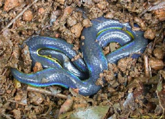 TOP 8 loài rắn đẹp nhất thế giới - Danh Sách Xếp Hạng