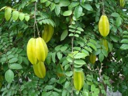 TOP 7 bài thuốc dân gian trị hăm tã cho trẻ hiệu quả