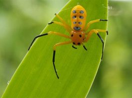 TOP 7 loại nhện nguy hiểm nhất trên thế giới