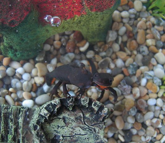 Top 10 loài động vật (đặc hữu) chỉ có ở Trung Quốc