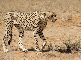 Top 5 loại thú có vú chạy nhanh nhất trên Trái Đất