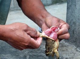 Top 5 món ăn nhiều người nghiện ăn nhưng lại “độc” ở nước ta