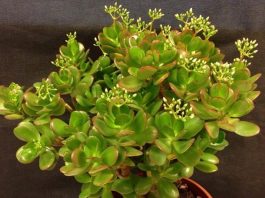 Top 5 cây phong thủy tăng may mắn và tài lộc cho người tuổi Nhâm Tý